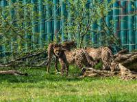 Geparden in ihrem Gehege